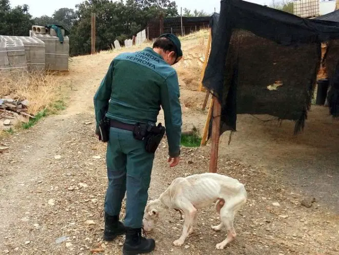 El único animal localizado, con claros síntomas de inanición, es entregado a una Asociación para la protección animal, sin ánimo de lucro en Almería, con el propósito de poder salvar su vida.