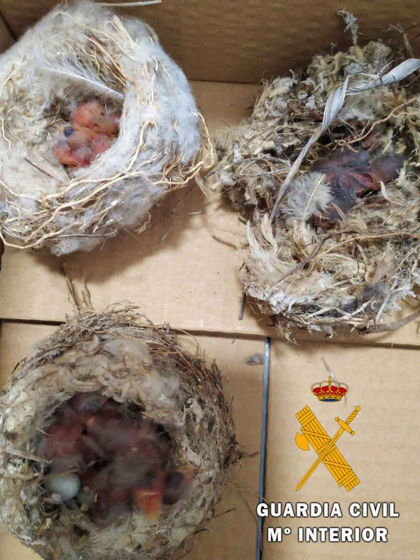 En dos actuaciones diferentes los agentes de la Guardia Civil localizan un total de 4 nidos, 11 jilgueros, así como tres huevos aún sin eclosionar. Esta intervención se enmarca dentro de los servicios preventivos de protección del medio ambiente que realiza la Guardia Civil en la provincia de Almería.