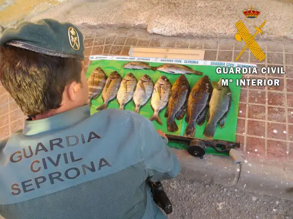 La Guardia Civil además de las especies capturadas pone a disposición de la autoridad competente el material utilizado por el Denunciado, (fusil de pesca, traje de neopreno, gafas, aletas, escarpines y lastre).