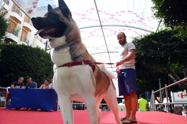 Con un total de 25 participantes, el perro ganador absoluto del certamen ha sido Gorda, la mascota de Sergio Colomina.