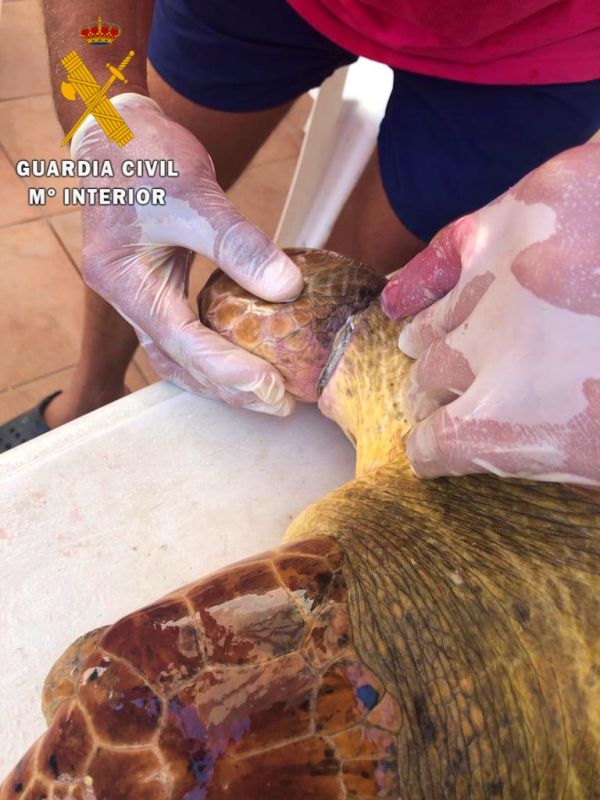 La tortuga fue encontrada por una moto de agua de El regreso a su medio natural tras su recuperación en instalaciones de Equinac, se ha realizado desde la embarcación "Cabo de Gata" de la Guardia Civil.