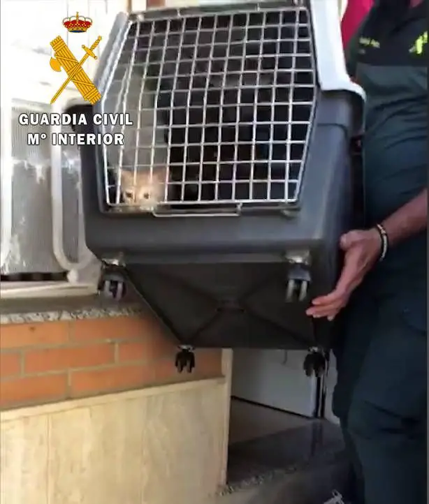 Los agentes de la Guardia Civil identifican a los autores, auxilian a los gatitos que tras ser atendidos por el veterinario son depositados en una protectora.