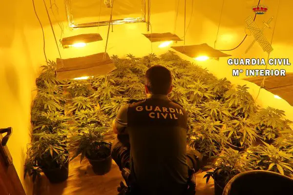 La Guardia Civil aprehende 900 plantas de Marihuana (cannabis Sativa