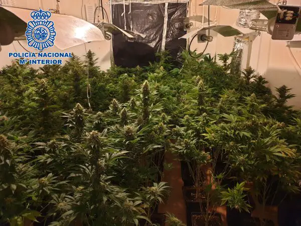 En el registro de la vivienda, además de la una pistola 9mm parabellum, la Policía Nacional halló 98 plantas de marihuana, una bolsa con 8 kilos de hojas secas de marihuana, y 117 cartuchos.