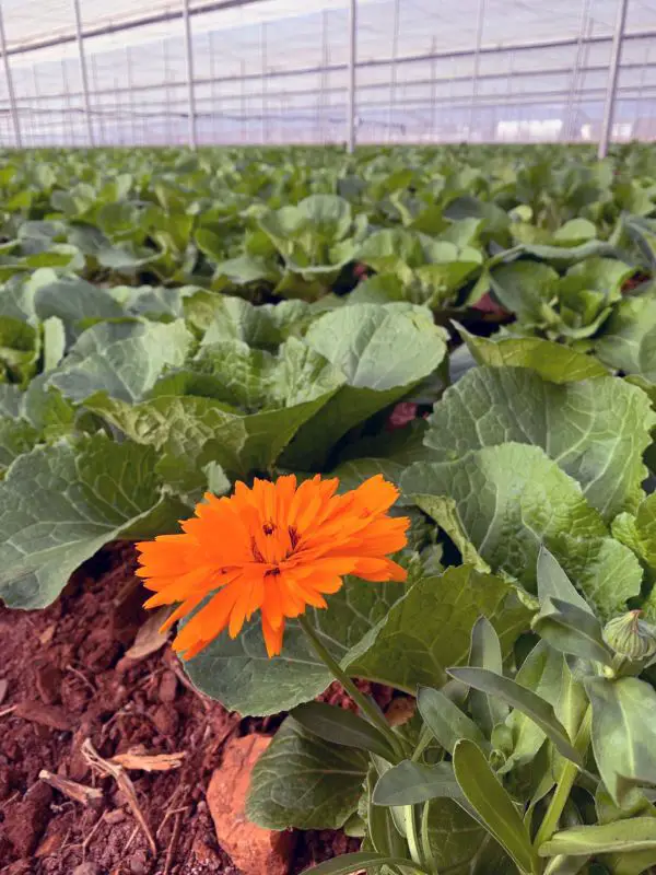 La empresa almeriense dedica 35 hectáreas a esta hortaliza bio en Abla y Abrucena, que exporta a los principales países y supermercados de Europa.