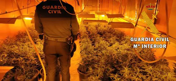 La Guardia Civil haya en tres viviendas diferentes cultivos indoor de marihuana (cannabis sátiva) con 522 plantas de marihuana. Los Agentes intervienen además, 128 lámparas con sus bombillas, 13 A/A, 123 balastros y 10 ventiladores.