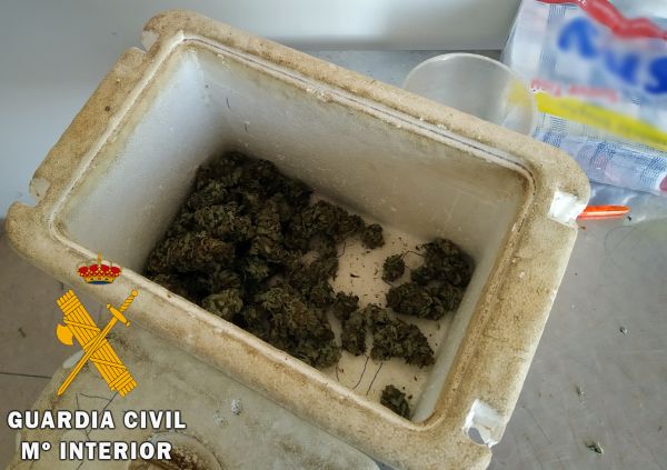 La Guardia Civil halla en cuatro viviendas varios cultivo indoor de marihuana (cannabis sativa).