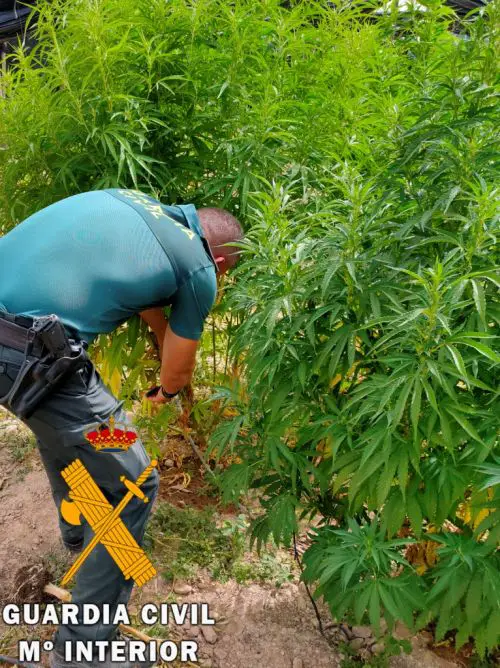 Los agentes localizan la plantación gracias a la colaboración ciudadana. El cultivo de marihuana se encuentra oculto entre plantas de hortalizas en una finca invernada del municipio de Berja (Almería). Los agentes intervienen 638 plantas de marihuana (Cannabis sativa).