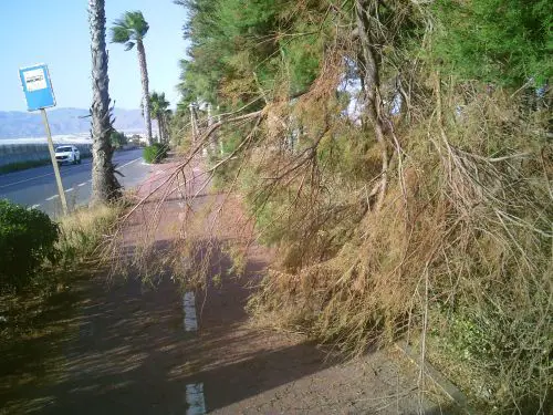 Rama de árbol caída sobre el carril-bici en el tramo hacia la UAL.