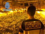 Además de las plantas, han sido intervenidos cuatro kilos y medio de cogollos de marihuana, un revólver magnum 357 y 35 cartuchos, y 1.270 euros en efectivo.