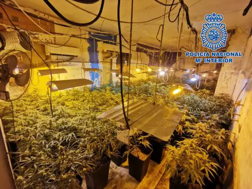 Al ver a los agentes, el detenido intentó acceder sin éxito nuevamente al interior de la vivienda, cuyo destino exclusivo era el cultivo de marihuana.