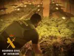 La Guardia Civil interviene un cultivo indoor de marihuana (Cannabis Sátiva) con más de 100 plantas y el material utilizado para optimizar el rendimiento del cultivo.