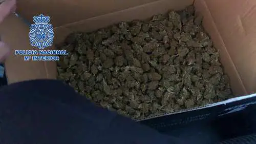 Enviaban marihuana a través de empresas de paquetería. La sustancia iba distribuida en dos paquetes de grandes dimensiones.