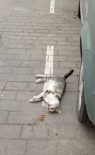 Gato atropellado en la Calle Castilla de Ciudad Jardín