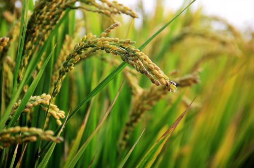 Los precios del arroz en España se encuentran alrededor de un 20% por debajo de otros países europeos como Italia