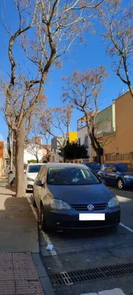La concejala ha prometido a la Asociación de Vecinos que arrancará todos estos árboles de la calle Baleares.